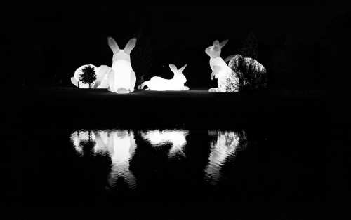 Illuminated rabbits in a dark setting, reflecting in water, creating a serene nighttime scene.