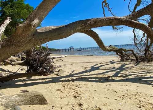 A sandy beach scene with twisted tree branches framing a view of a pier and calm water under a clear blue sky.