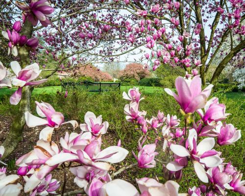 A vibrant scene of blooming pink magnolia flowers with a lush green background and a wooden bench in the distance.