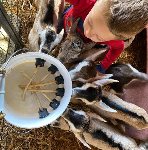 A child in a red shirt interacts with several goats around a bucket with feeding tubes.