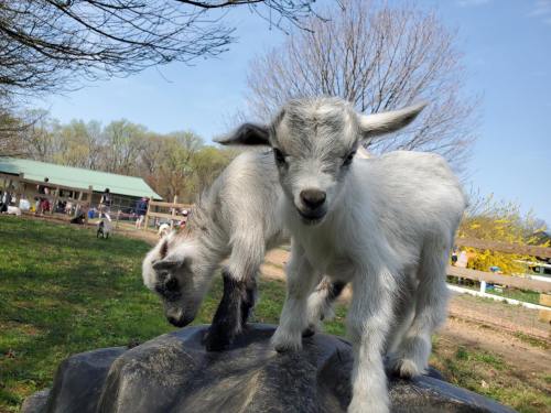 Two playful baby goats standing on a rock, surrounded by a grassy area and trees in the background.