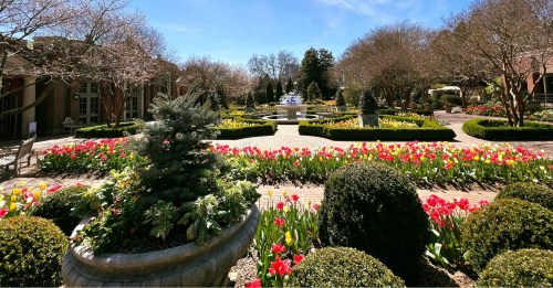 A vibrant garden filled with colorful tulips, neatly trimmed hedges, and a fountain under a clear blue sky.