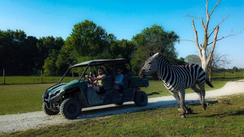 A zebra approaches a green off-road vehicle with two people inside on a dirt path in a grassy area.