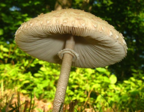 A close-up of a large mushroom with a textured cap and visible gills, set against a blurred green background.