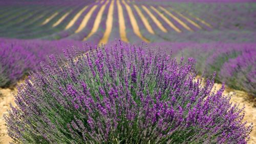 A vibrant field of lavender with rows of purple flowers stretching into the distance under a clear sky.