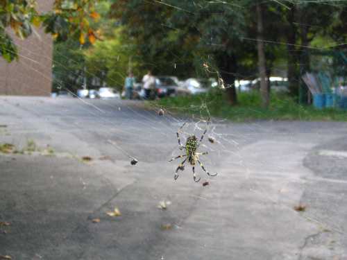 A spider sits in its web, surrounded by blurred trees and a parking area in the background.