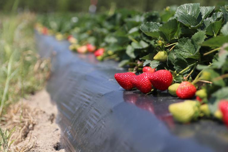 A Sweet Return To McLeod Farms