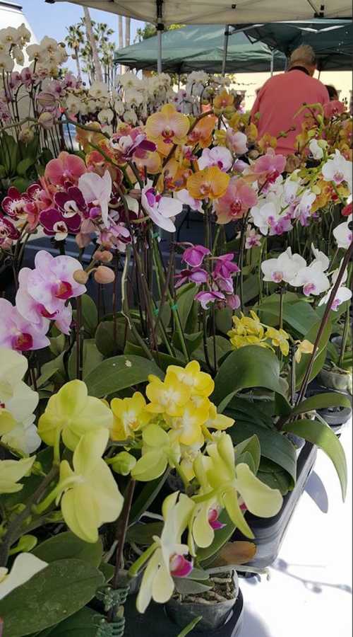 A vibrant display of various orchids in pots at a market, with a person in the background.