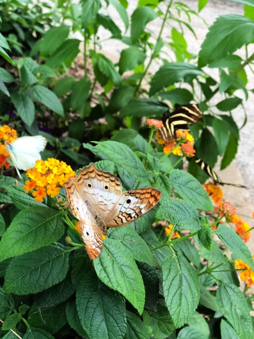 A close-up of colorful butterflies resting on vibrant orange flowers amidst lush green leaves.