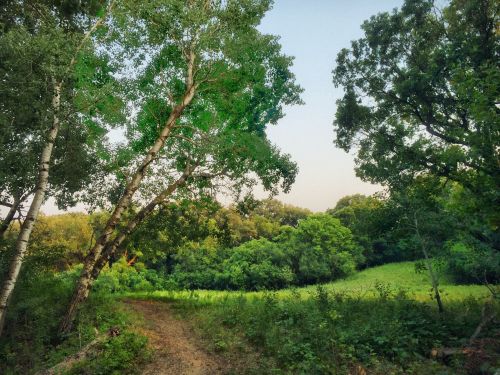 A serene forest scene with lush green trees and a winding path leading into a vibrant, wooded area.