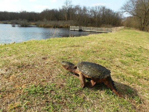 A turtle walks along the grassy shore of a pond, with a wooden dock and trees in the background.
