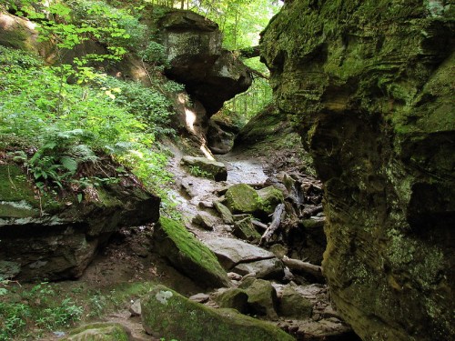 A serene forest scene featuring moss-covered rocks and lush greenery along a winding path.