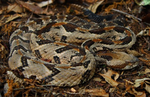 A coiled snake with a patterned, brown and tan body resting on a bed of leaves and soil.