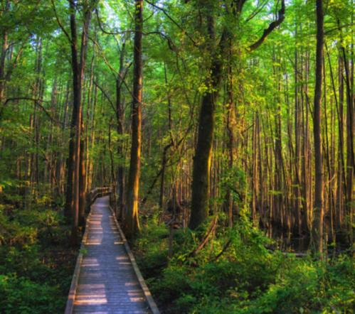 A wooden boardwalk winding through a lush green forest with tall trees and vibrant foliage.