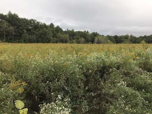 A wide field of tall grasses and wildflowers, with trees in the background under a cloudy sky.