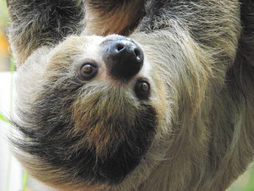 A close-up of a sloth hanging upside down, showcasing its furry face and large, expressive eyes.