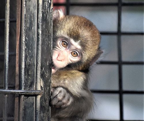 A young monkey peeks out from behind a metal cage, with bright eyes and soft fur.