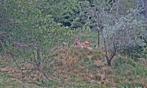 A lion rests on a grassy mound, partially hidden by trees and bushes in a natural setting.