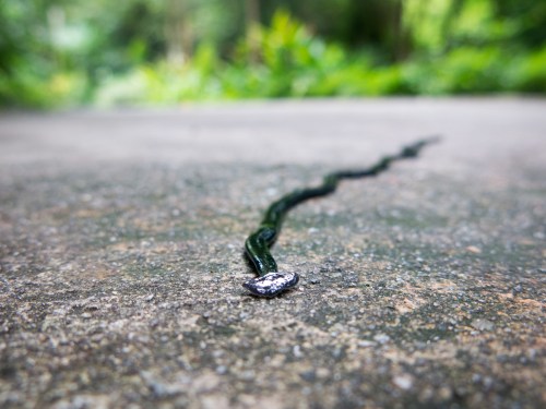 A close-up of a green, snake-like object on a concrete surface, with blurred greenery in the background.