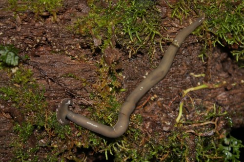 A slim, elongated worm-like creature on a moss-covered log in a natural setting.