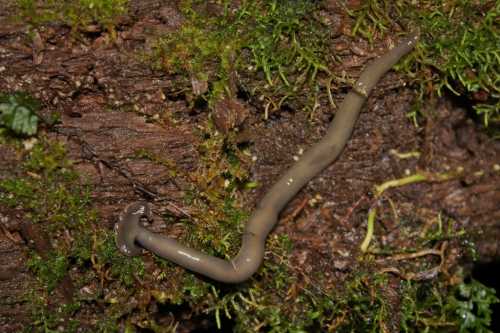 A slim, elongated worm-like creature on a moss-covered log in a natural setting.