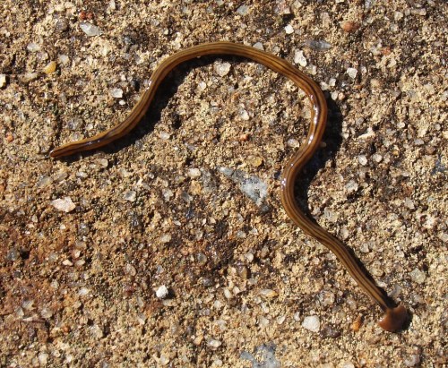 A brown, elongated worm-like creature on a textured surface, resembling a flatworm or slug.
