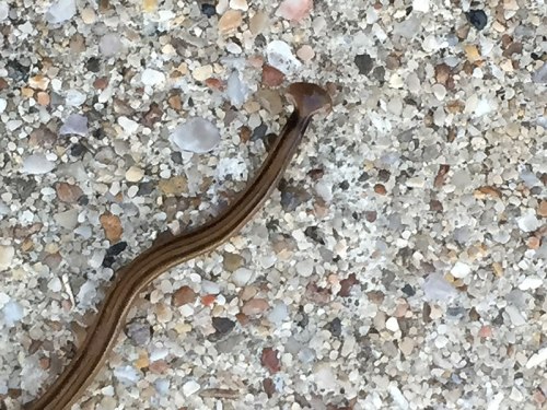 A close-up of a slender, brownish worm-like creature on a textured, sandy surface.