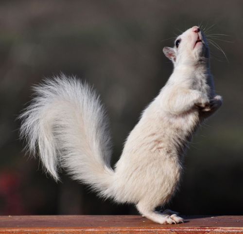 A white squirrel standing upright on its hind legs, with a fluffy tail and curious expression.