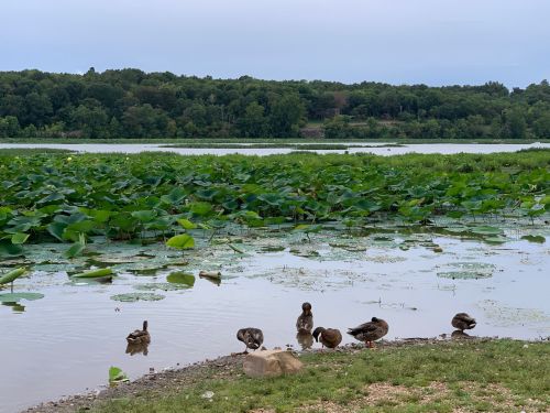 A serene lake scene with ducks near the shore, surrounded by lush greenery and lily pads.