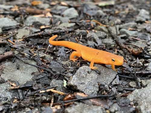 A small orange salamander crawling on a rocky, earthy surface with scattered twigs and leaves.