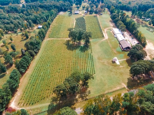 Aerial view of a vineyard with rows of grapevines, surrounded by trees and a building in the background.