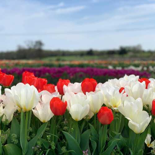 A vibrant field of tulips in various colors, including red, white, and pink, under a clear blue sky.