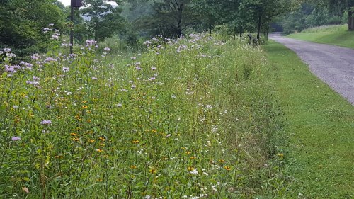 A lush, green roadside with wildflowers in bloom, leading to a gravel path and trees in the background.