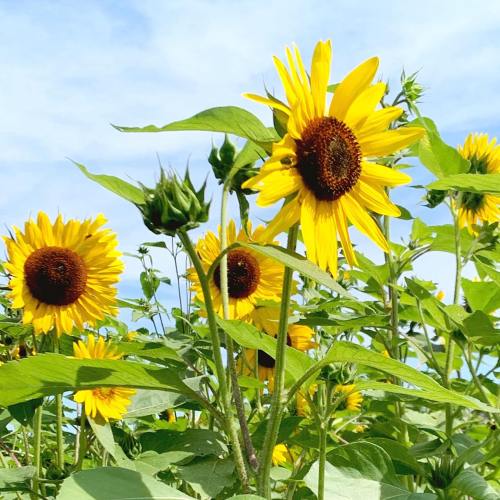 A field of vibrant sunflowers under a clear blue sky, with green leaves and budding flowers visible.