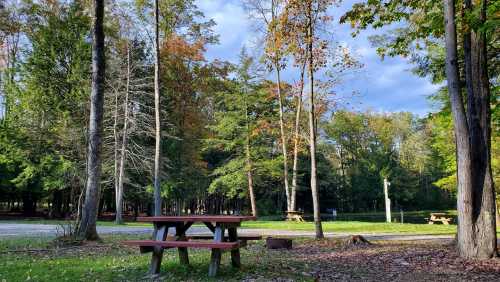 A picnic table surrounded by trees with autumn foliage in a serene park setting.