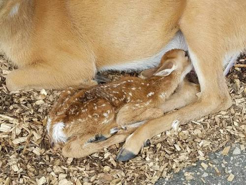 A fawn nursing from its mother, lying on a bed of wood chips.