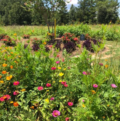 A vibrant garden filled with colorful flowers, surrounded by greenery and trees under a clear blue sky.
