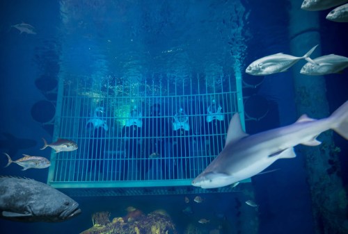 A view of an underwater scene with various fish and a shark swimming near a large cage in an aquarium.
