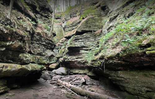 A rocky canyon surrounded by lush greenery and trees, with a dry riverbed and fallen logs in the foreground.