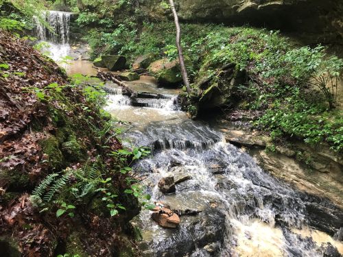 A serene forest scene featuring a flowing stream with small waterfalls, surrounded by lush greenery and rocks.
