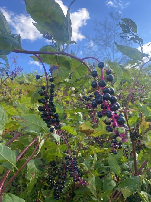 Clusters of dark purple berries hang from green leaves against a bright blue sky with scattered clouds.