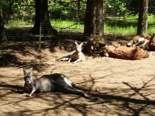 A kangaroo lies on the ground while another sits nearby, with cows resting in the background under trees.