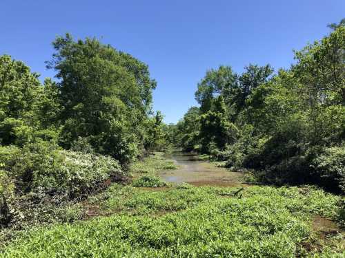 A serene, green landscape featuring a narrow waterway surrounded by lush trees and vegetation under a clear blue sky.