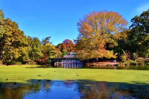 A serene park scene with a pond, colorful autumn trees, and a bridge in the background under a clear blue sky.
