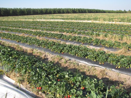 A wide view of a strawberry field with rows of green plants and ripe strawberries under a clear blue sky.