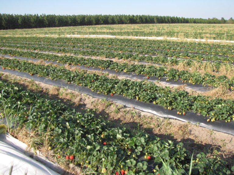 Berry Fields And Market Goodies