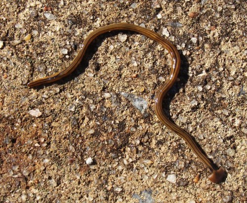 A brown, elongated worm-like creature with a smooth body, resting on a textured, sandy surface.