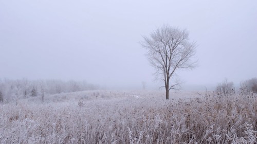 A solitary tree stands in a foggy, frost-covered landscape with tall grasses and a muted winter sky.