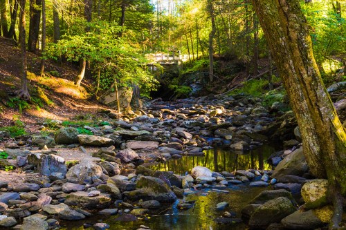A serene forest scene with a rocky stream, surrounded by lush greenery and dappled sunlight filtering through the trees.
