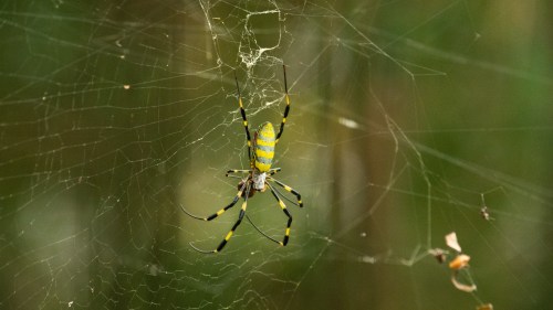 A yellow and black spider sits in its web, surrounded by a blurred green background.